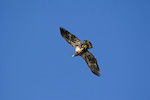 Juvenile Bald Eagle In Flight